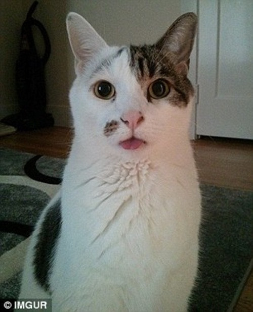 "Nào mình cùng blep!".