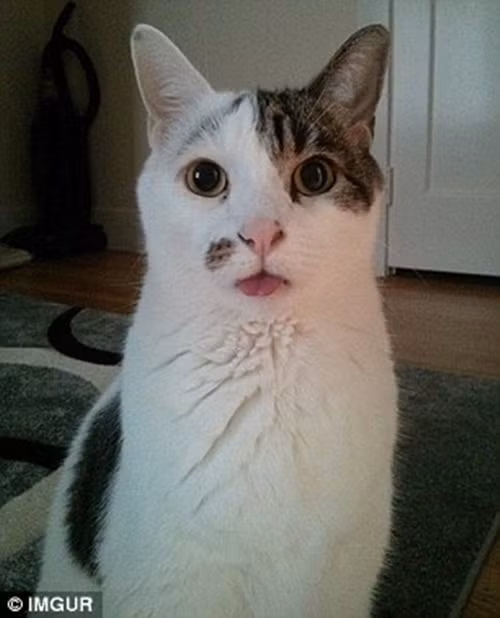 "Nào mình cùng blep!".