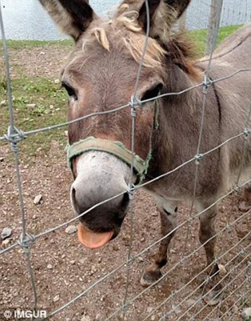 Những người yêu động vật trên toàn thế giới cũng bắt kịp xu hướng, trào lưu chia sẻ ảnh vật nuôi của mình cực ngộ nghĩnh khi "blep" ngày càng thu hút đông đảo mọi người.