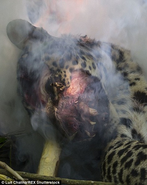 Sau khi vây đánh chết con báo đốm, họ nhóm lửa và nướng chín con báo xấu số này.