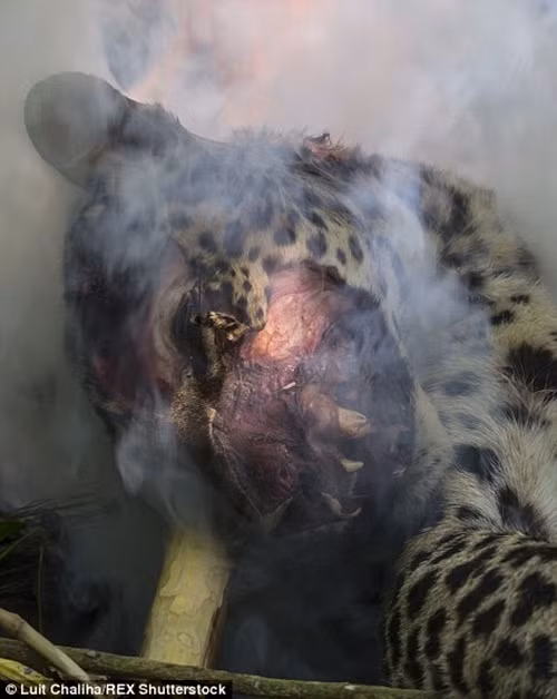 Sau khi vây đánh chết con báo đốm, họ nhóm lửa và nướng chín con báo xấu số này.