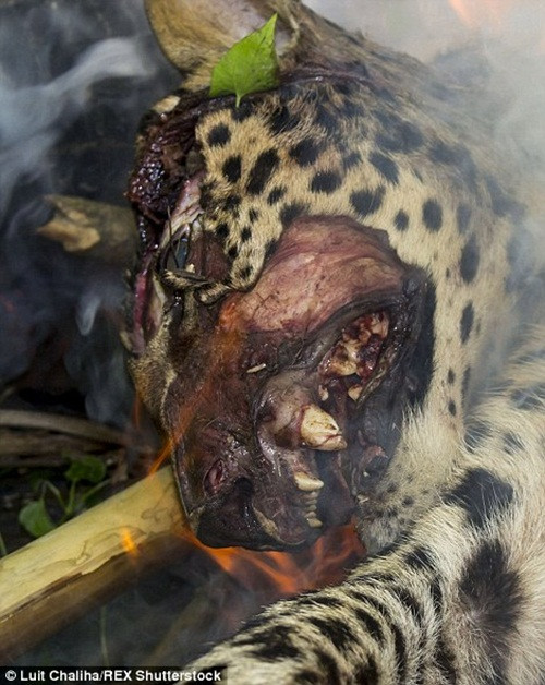 Qua những hình ảnh có thể thấy con báo đốm đã bị đánh rất dã man, phần đầu và mõm của con báo đốm bị đánh vỡ, dập nát, máu me be bét và không còn đúng hình dạng.