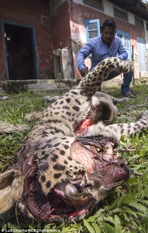 Cảnh tượng khủng khiếp khi con báo đốm bị đánh nứt toác đầu, chuẩn bị được đem đi nướng.