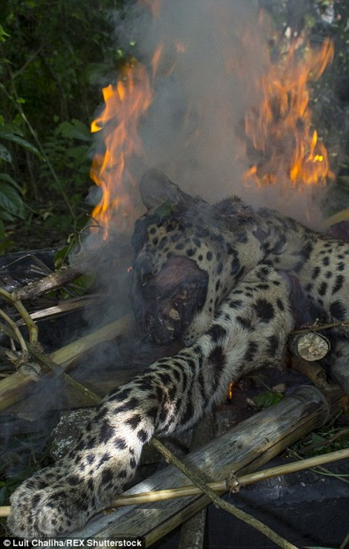 Mặc dù săn bắn báo đốm ở Ấn Độ là bất hợp pháp, có thể bị tù đến ba năm nhưng những người dân ở nơi đây vẫn thường hay mượn cớ báo tấn công người để giết hại những con vật tội nghiệp.