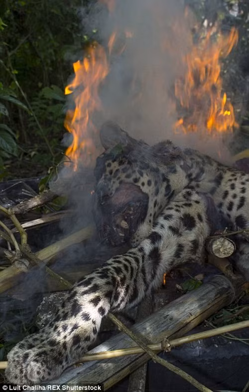 Mặc dù săn bắn báo đốm ở Ấn Độ là bất hợp pháp, có thể bị tù đến ba năm nhưng những người dân ở nơi đây vẫn thường hay mượn cớ báo tấn công người để giết hại những con vật tội nghiệp.