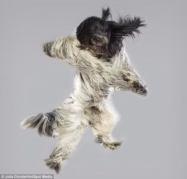 Trong ảnh là một con chó chăn cừu Hà Lan đang rất phấn khích khi vừa chạm chân xuống mặt đệm đã nẩy tưng vào không khí.