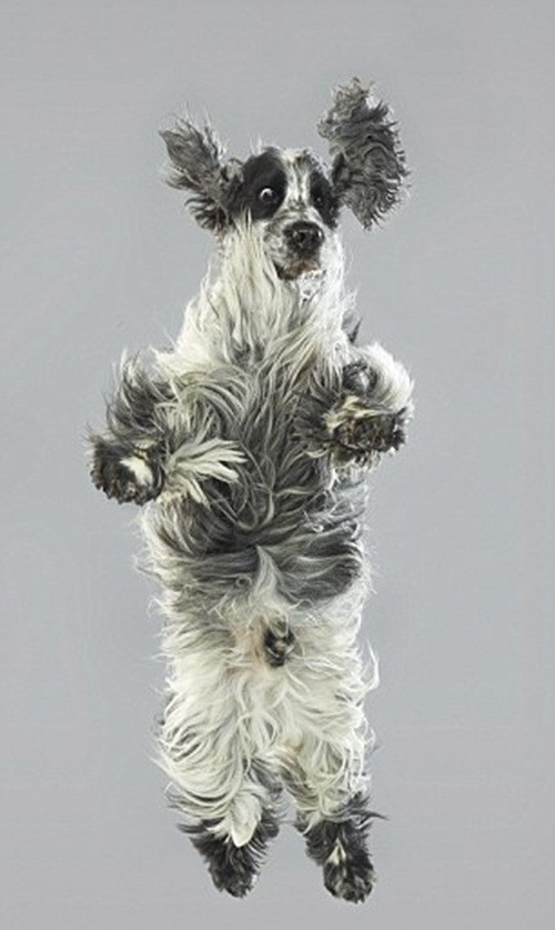 Nhìn từ góc độ này, những con chó đáng yêu đang thoải mái nhảy nhót vui đùa trong không khí mà không hề e ngại lực hấp dẫn cũng như trọng lực của Trái đất.