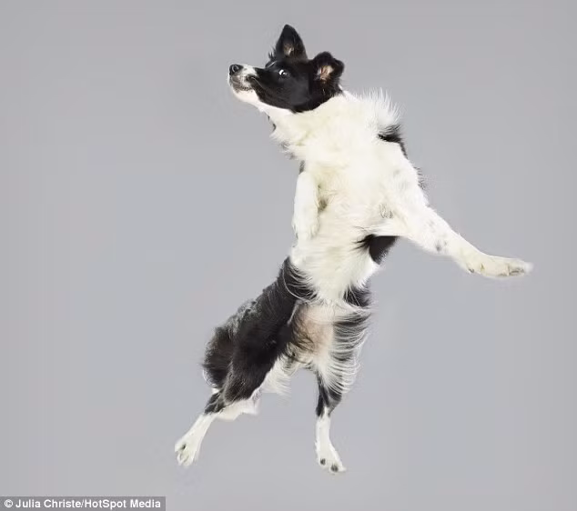 Mặc dù vậy, hầu hết những con chó được nhiếp ảnh gia Julia chụp đều hết sức thưởng thức trò chơi mới mẻ này.