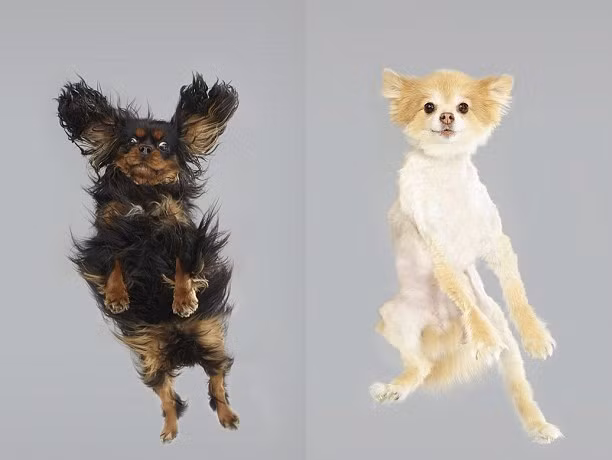 Chúng tạo dáng rất ngộ nghĩnh và đáng yêu khiến những bức ảnh chó "biết bay" của Julia thêm phần thu hút.