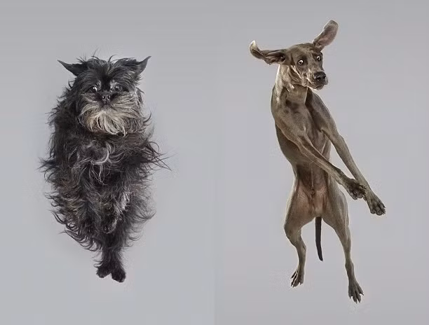 Julia Christe cho biết trong một số bức ảnh, khuôn mặt của những con chó có biểu cảm chẳng khác nào biểu cảm cảm xúc của con người.