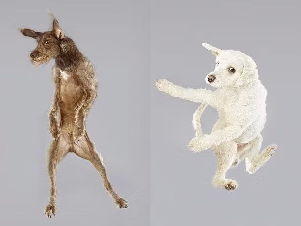 "Hầu hết những con chó đều rất ngạc nhiên và tò mò khi lần đầu tiên bật nhảy, vây quanh chúng có đèn flash, máy tạo gió, mùi của những con chó khác, có rất nhiều điều để khám phá và tìm hiểu. Tuy nhiên một khi đã quen, chúng thể hiện rất nhiều niềm vui và hạnh phúc, tất cả mọi người tham gia dự án đều vui vẻ".