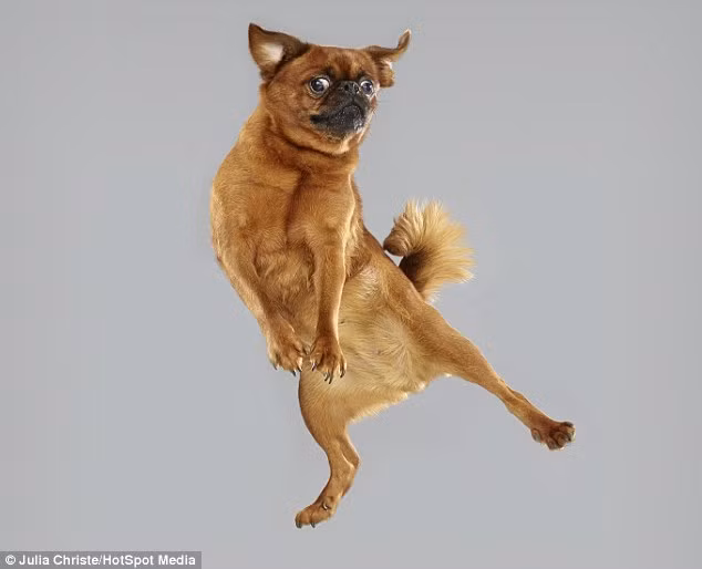 Một số con chó sau vài phút bỡ ngỡ, ngạc nhiên thì đã cảm thấy thích thú với trải nghiệm mới này, chúng rất hợp tác và dường như không hề muốn ngừng trò bật nhảy đầy thú vị.