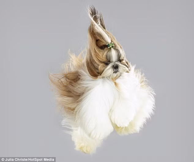 Julia Christe nảy ra ý tưởng chụp ảnh chó biết bay và ngay lập tức bắt tay vào thực hiện dự án bằng cách cho những con chó nhảy nhót trên tấm đệm bật và bắt khoảnh khắc chúng vui vẻ vùng vẫy trên không trung.