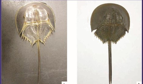 Loài so biển và sam biển là hai loài vật có vẻ ngoài giống hệt nhau, nếu như không có kinh nghiệm và không tinh mắt, rất có có thể phát hiện đâu là con sam biển đâu là con so biển. Trong ảnh là con sam (bên trái) và con so biển (bên phải).