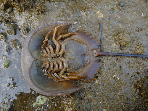 So biển là loài cực độc vì trong So biển có chứa độc tố tetrodotoxins rất nguy hiểm. Độc tố được tập trung chủ yếu trong buồng trứng của con So. Trong mùa sinh sản, mức độ sản sinh ra độc tố số lượng lớn. Độc tố từ buồng trứng có thể lây lan sang các bộ phận khác của So.