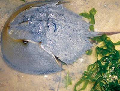 Con so biển và sam biển tuy có ngoại hình giống nhau như đúc nhưng con sam biển lại vô hại trong khi so biển chứa chất độc chết người. Khi ăn nhầm phải so biển, người trúng độc so biển sẽ có cảm giác tê môi, miệng, tay, chân và quanh vùng môi miệng, trạng thái thần kinh li bì, lơ mơ, toàn thân biểu hiện mệt, khó thở, huyết áp hạ.