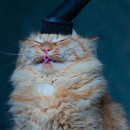 Khi mèo được massage, chải lông, chú ta thích thú đến cong cả lưỡi.