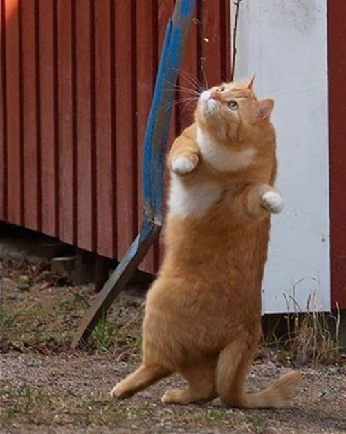 Vì quá béo, sáng nào nàng mèo này cũng tập thể dục theo đài.