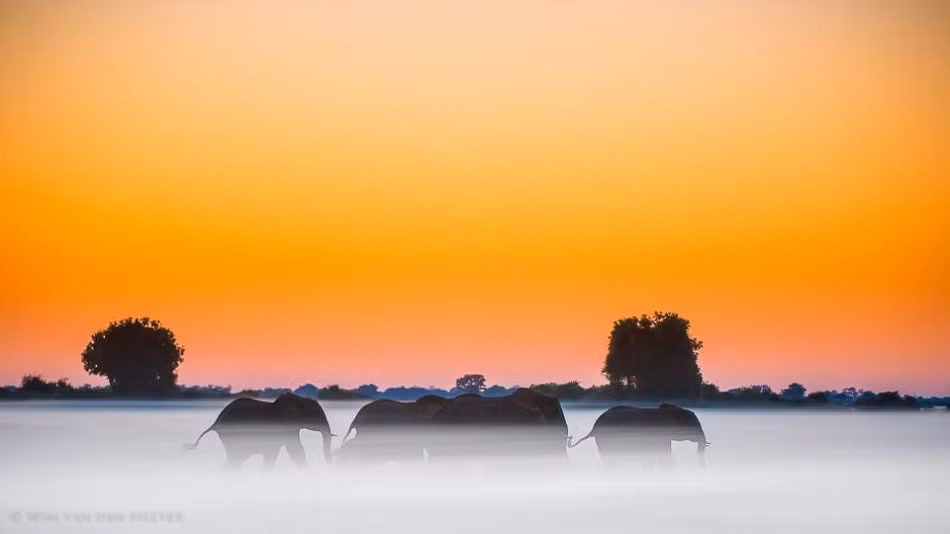 Hay đàn voi lững thững đi trong màn sương mù bồng bềnh như tiên cảnh.