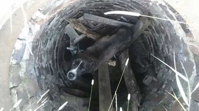 Số phận của chú chó đáng thương này có lẽ sẽ là chết đói, chết khát trong một cái cống thoát nước bỏ hoang ở Flint, Michigan nếu không được Tyler Price và em họ của cậu bé kịp thời phát hiện và cứu thoát.