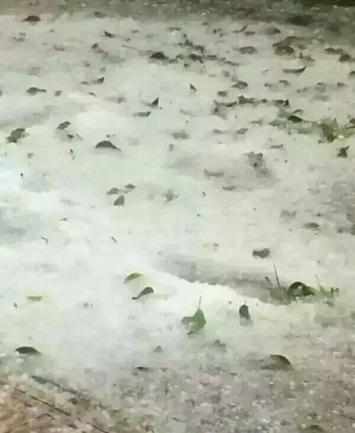 Cơn mưa đá kéo dài đã khiến mặt đường đóng băng một lớp dày, không những gây khó khăn cho giao thông mà còn khiến động vật, thực vật nơi đây phải chịu thiệt hại nghiêm trọng.