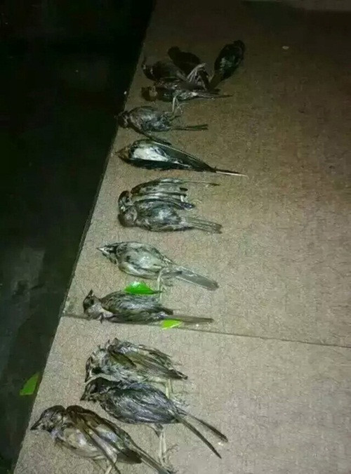 Vừa qua, tại Lương Sơn, Tứ Xuyên, Trung Quốc đã diễn ra trận mưa đá kéo dài kèm bão lốc, mưa giông. Trận mưa đá khiến hàng loạt các loài chim nhỏ như chim én, chim sẻ chết thảm.