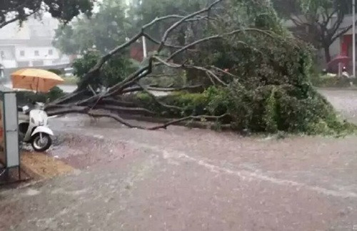 Mưa đá khiến cây đổ, chim chết, phá hư nhà cửa, phương tiện, xe cộ.