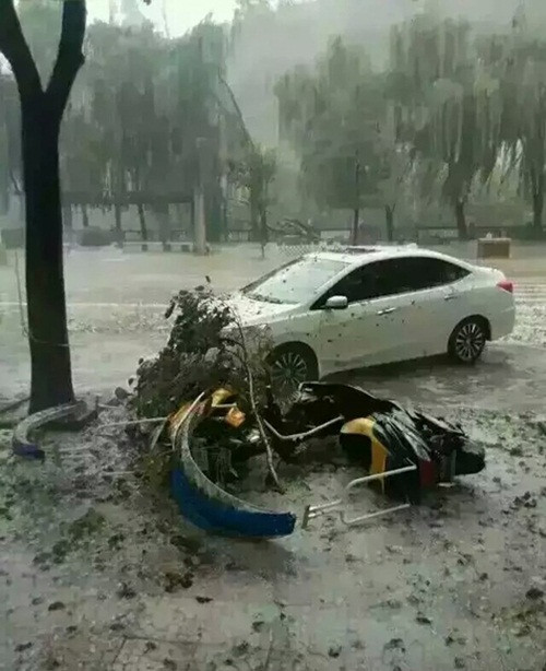 Rất nhiều người dân đã gom được hàng chục, thậm chí hàng trăm xác chim sẻ, chim én chết thảm trong trận mưa đá.