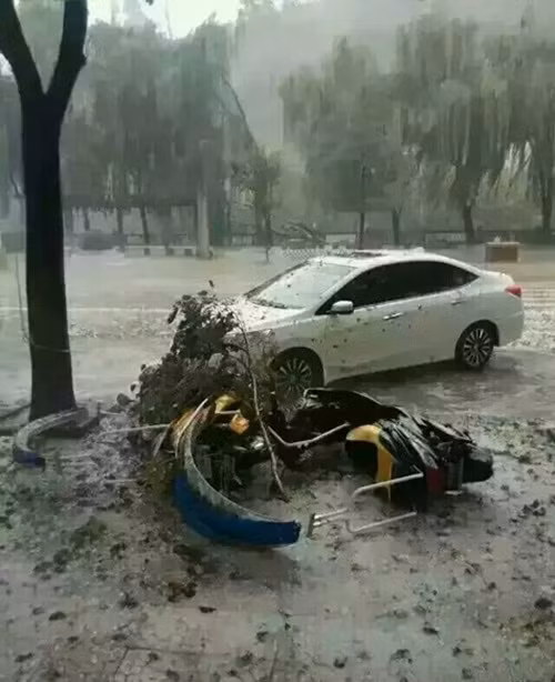 Rất nhiều người dân đã gom được hàng chục, thậm chí hàng trăm xác chim sẻ, chim én chết thảm trong trận mưa đá.