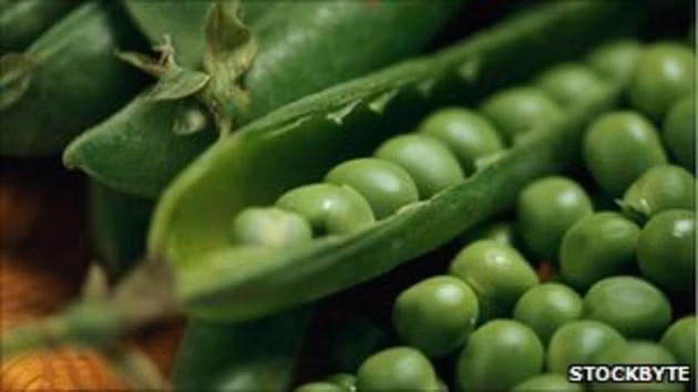 Một trường hợp khác cây mọc trong người xảy ra ở bang Massachusetts, Mỹ. Ron Sveden từng tưởng mình bị ung thư nhưng thật không ngờ một cây đậu Hà Lan lại phát triển ngay trên phổi của ông. Ảnh: Stockbyte.