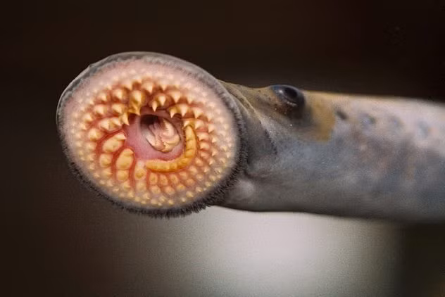 Hai hung nhung su that it biet ve thu do London-Hinh-2