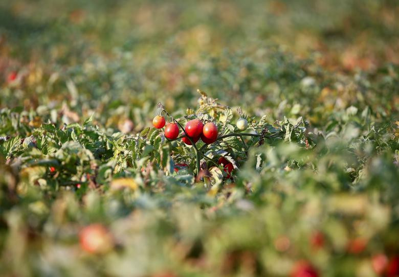 Theo hãng thông tấn Reuters, khoảng 345 nghìn lao động nước ngoài đến từ 157 nước làm việc trong lĩnh vực nông nghiệp (tại Italy) với công việc chủ yếu là thu hoạch các loại rau củ qủa như táo, nho, cà chua,... Mời độc giả xem thêm video: 21 người Châu Phi nhập cư vào Tây Ban Nha gây lo ngại nhiễm Ebola năm 2014 (Nguồn: VTC14)