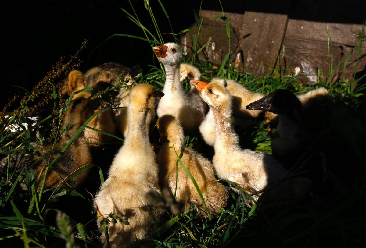 Tại trang trại nhỏ giữa rừng, ông bà Yuri tự trồng rau củ, nuôi gà, vịt và dê để lấy thịt, sữa, trứng.