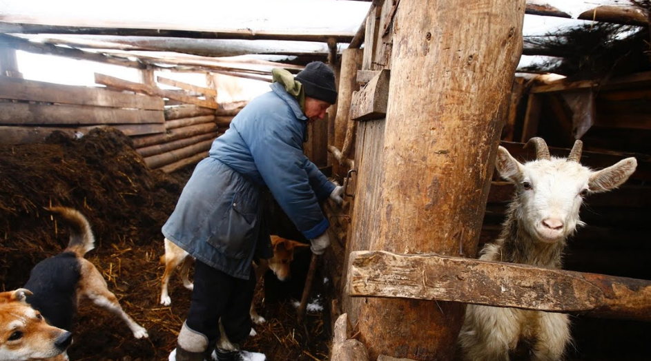 Ông Yuri bận rộn kiểm tra những chú dê trong chuồng...
