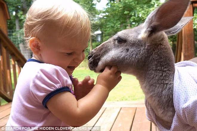  Bé gái với chú chuột túi khi cô bé mới được vài ngày tuổi, từ đó tình bạn của bé và chú chuột túi càng trở nên thân thiết. 