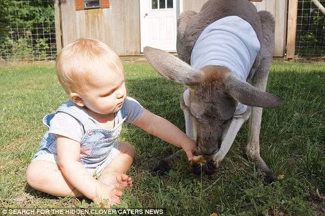 Chú chuột túi rất quan tâm đến Alia.