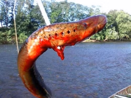 Lươn khổng lồ New Jersey. Một ngư dân ở New Jersey tình cờ bắt được một con lươn khổng lồ kỳ lạ với cái miệng lớn cùng hàm răng sắc nhọn không khác những con quái vật dưới đáy biển chỉ có trong phim kinh dị là mấy. 