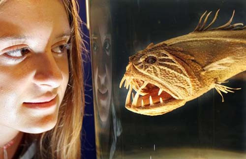 Loài cá với khuôn mặt khủng khiếp này có thể được tìm thấy ở những vùng nước sâu giá lạnh tại khu vực nhiệt đới. Chúng có thể sống ở độ sâu tới 5.000m. 