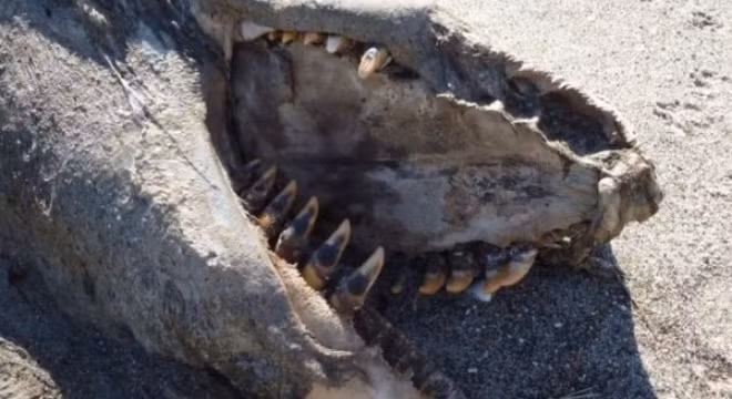 Người dân tại bờ biển Pukehina, vịnh Plently, New Zealand vừa phát hiện xác một sinh vật thối rữa bị sóng đánh trôi dạt vào bờ, có hình dạng như một con “quái vật biển” với hàm răng lởm chởm gớm ghiếc.