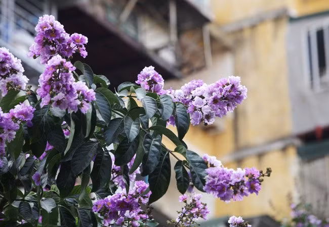 Đi trên các tuyến phố, ngắm sắc hoa bằng lăng khiến lòng người thư thái, nhẹ nhàng dưới cái nắng chói chang.