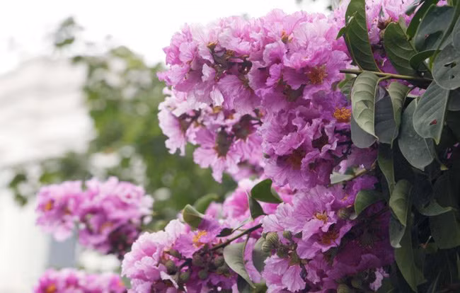 Ở Hà Nội, mùa hoa bằng lăng nở có đủ màu, nhưng nhiều nhất vẫn là màu tím đậm...