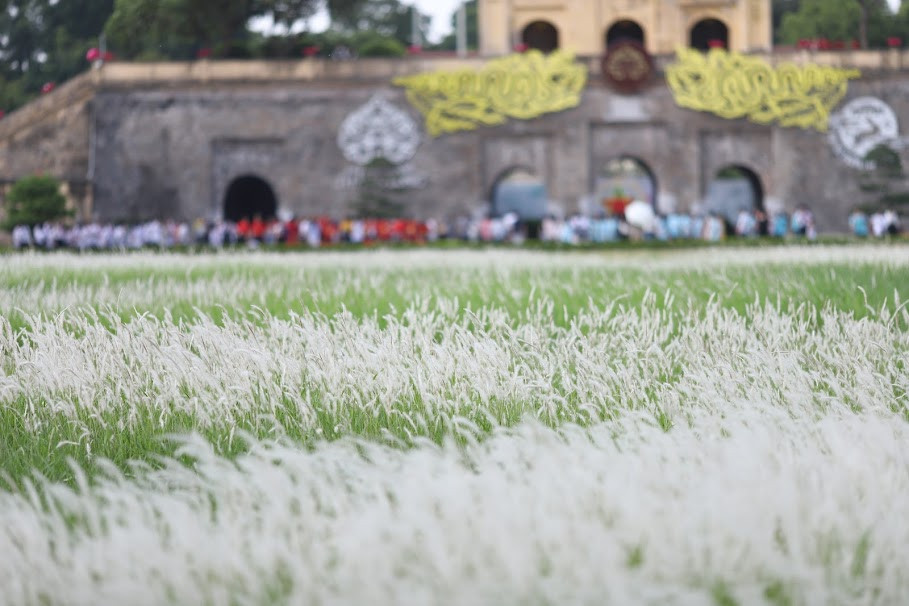 Các chị em khó thể bỏ qua cơ hội check in với vẻ đẹp lãng mạn của bãi cỏ lau trắng tinh khôi này.