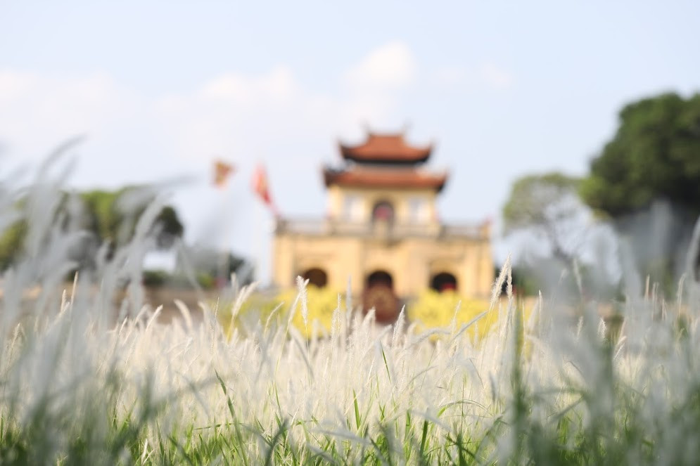 Hiếm có bãi cỏ lau nào có được bông trắng muốt và thân xanh mướt như thế này.