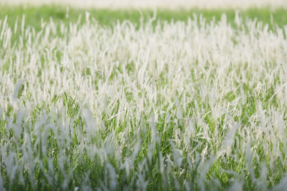 Những thân lau có chiều cao đều nhau tăm tắp khiến ai nhìn cũng thích mê.