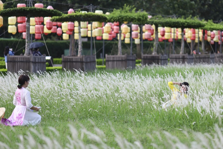 Tại đây, cỏ lau tranh trắng tinh khôi chỉ mọc cao chưa tới đầu gối chứ không phải loại bông lau kích thước và chiều cao lớn thường thấy ở các triền đê ngoại thành.