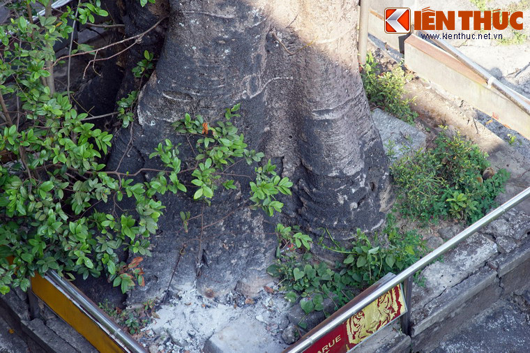 Phần lớn nhất của gốc cây có chu vi trên 3m, phải vài người lớn đứng xung quanh mới ôm xuể.