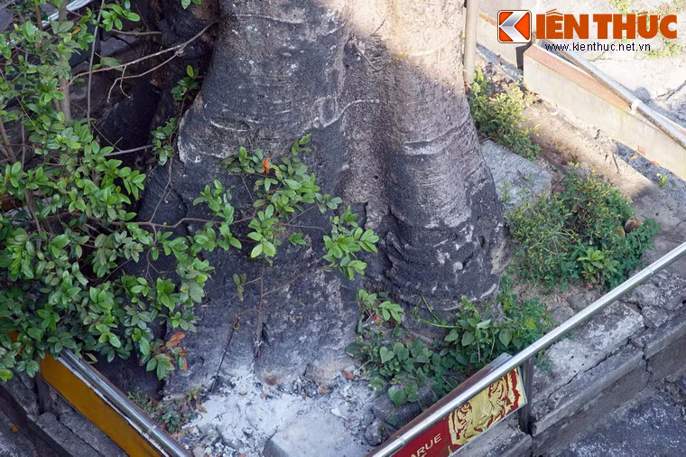 Phần lớn nhất của gốc cây có chu vi trên 3m, phải vài người lớn đứng xung quanh mới ôm xuể.