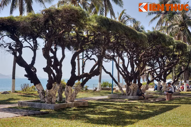 Theo thời gian, thân cây trở nên sần sùi, gân guốc, có hình dáng uốn lượn như rồng bay phượng múa rất bắt mắt. Sự hiện diện của hàng phi lao cổ thụ tạo nên một nét đặc trưng, tôn thêm vẻ đẹp cho cảnh quan của con đường ven biển Nha Trang.