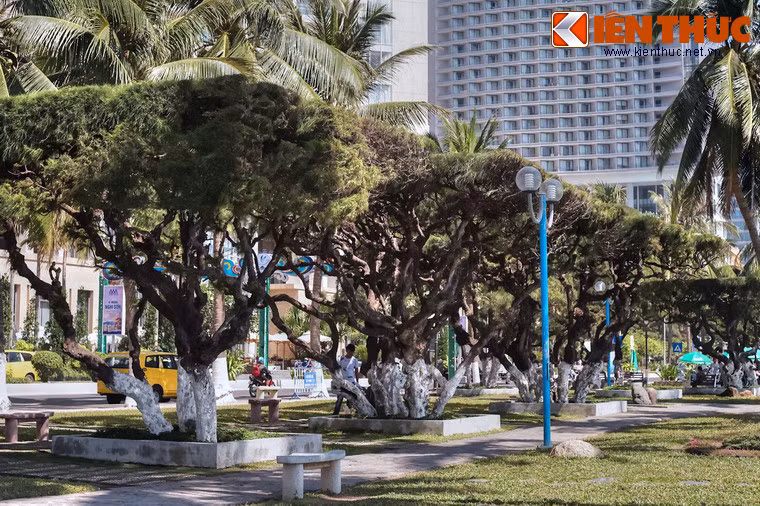 3. Khi đến với thành phố biển Nha Trang (Khánh Hòa), nhiều du khách không khỏi ấn tượng trước hàng phi lao xanh mướt trải dọc bãi biển ở nơi đây. Hàng phi lao này nằm ở mặt Đông đường Trần Phú với số lượng lên đến hàng trăm cây.