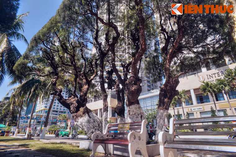 Theo những người cao tuổi sinh sống tại Nha Trang, hàng phi lao cổ thụ này đã được trồng, tạo dáng từ nhiều thập niên về trước. Những cây phi lao lâu đời nhất có tuổi đã ngót nghét gần trăm năm.